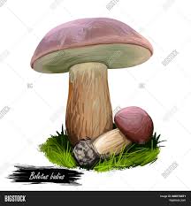 Image result for Boletus badius