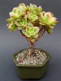 Check spelling or type a new query. How To Make Succulent Bonsai Sublime Succulents