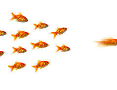 Temperaturen über 20 grad, die männchen scheuchen die weibchen durch den ganzen teich, laichzeit ist angesagt. Laichzeit Der Goldfische