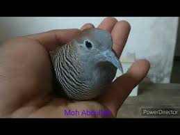 Garuda indonesia adalah salah satu maskapai penerbangan indonesia yang me nyajikan rute tujuan domestik serta internasional, yang mana alat transportasi udara ini termasuk salah satu tertua yang ada di tanah air. Muncis Rondo Semoyo Lagu Mp3 Mp3 Dragon