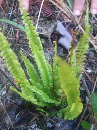 Image result for Ascolepis trigona