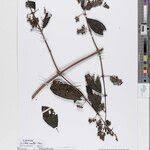 Image result for Rutidea