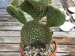 Remove the crinkle paper carefully and try to use gloves to be extra. Is This A Crested Bunny Ear Cactus