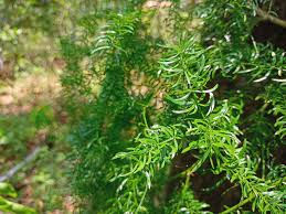 Image result for Asparagus racemosus