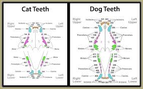 Blue arrow under or above the tooth number pointed in the dirr… two red lines lindicating where the space is. Feline Dental Chart Gallery Of Chart 2019