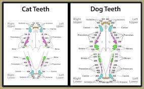 Another indication of age that can be seen in your cat's teeth is how worn down they are. Feline Dental Chart Gallery Of Chart 2019