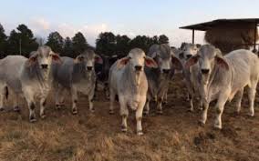 324 land & cattle markets our brahman cattle, golden certified f1's and commercial cattle for sale by private treaty throughout the year. Red Brahman Heifers Pregnant Cows And Calves For Sale In South Africa Pets In Pretoria South Africa