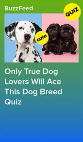 only true dog lovers will ace this dog breed quiz dog breed quiz dog quizzes dog quiz