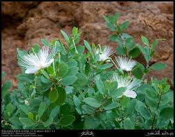 Image result for Capparis cartilaginea