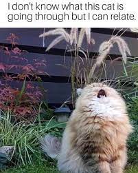 I Don T Know What This Cat Is Going Through But I Can Relate Funny Animal Memes Funny Animals Funny Cat Memes