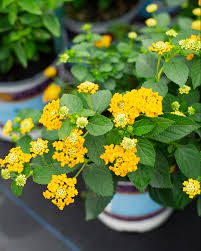 Image result for Lantana