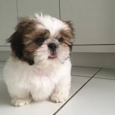 We specialize in breeding quality, health tested shih tzu puppies. Shih Tzu For Sale North West Online Shopping