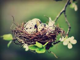 Birds That Lay Eggs On The Ground Once Upon A Time By Bluetenzauber Bird Nest Beautiful Birds Bird Eggs