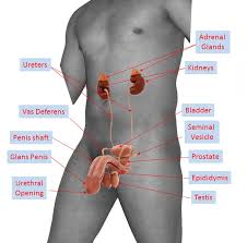 Diagram of major female reproductive organs. Human Reproductive System Simple English Wikipedia The Free Encyclopedia