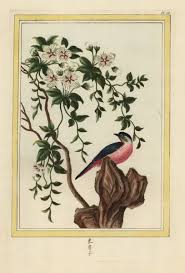 Image result for Bonamia