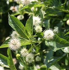 Image result for Cephalanthus