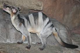 Most of the species diversity is found in southeast asia. Datei Banded Palm Civet 10 2 Jpg Wikipedia