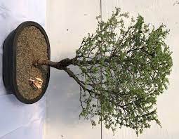 How do i prune my chinese elm indoor bonsai? Chinese Seiju Elm Bonsai Tree Ulmus Parvifolia Seiju