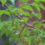 Image result for Rytigynia umbellulata