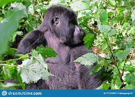 Hasta hace poco se consideraba una única especie de gorila, con tres subespecies: Gorila De Montana Parque Nacional De Bwindi Uganda Imagen De Archivo Imagen De Enorme Gorila 171219931