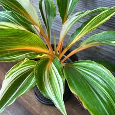 Image result for Chlorophytum fischeri