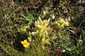 Image result for Faroa pusilla