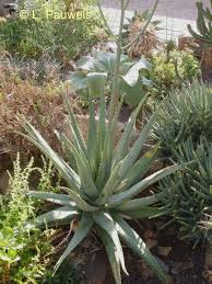 Image result for Aloe welwitschii