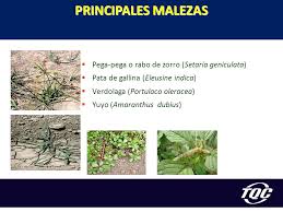 Si necesitas un herbicida casero más fuerte que no dañe el césped, mezcla partes iguales de vinagre blanco, sal y detergente para platos. Portafolio De Maiz Estrategia Fitosanitaria Ppt Descargar