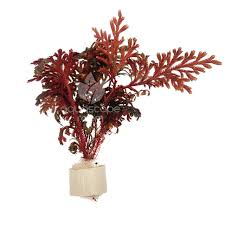 Image result for Selaginella afrorum