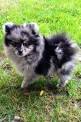 Merle Pomeranians | 10000lakespomeranian