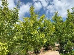 Ginkgo biloba 'tremonia' ginkgo biloba 'troll'. Ginkgo Biloba Princeton Sentry Maidenhair Tree From Colesville Nursery