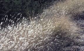 Image result for Bothriochloa