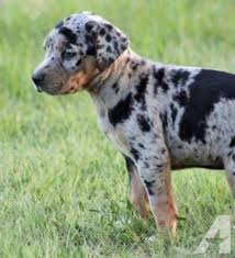 All Black Catahoula Leopard Dog Louisiana Catahoula Leopard Dog Papered Leopard Dog Catahoula Leopard Dog Louisiana Catahoula Leopard Dog