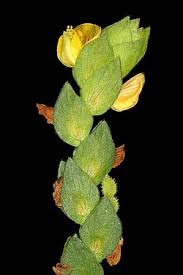 Image result for Zornia milneana