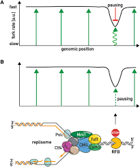Because the point mutation replaces a polar basic amino acid with a nonpolar neutral amino acid, the tertiary structure may be altered sufficiently to cause the resulting protein to be less effective or nonfunctional. Frontiers Approaching Protein Barriers Emerging Mechanisms Of Replication Pausing In Eukaryotes Cell And Developmental Biology