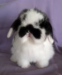 Black And White Holland Lop Pin By Karen Howard On Holland Lop Love Bunny Rabbit Fluffy Bunny