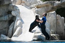 Voir plus d'idées sur le thème beauval, zoo de beauval, animaux. Le Zooparc De Beauval A Saint Aignan Loir Et Cher Lance Sa Saison Le 25 Mai Saint Aignan 41110