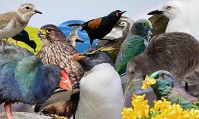 Check spelling or type a new query. New Zealand S Bird Of The Year The Most Important Election Aside From The Real One Birds The Guardian