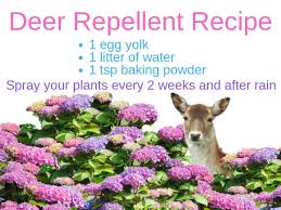 Check spelling or type a new query. How To Stop Deer From Eating Hydrangeas Other Plants Too