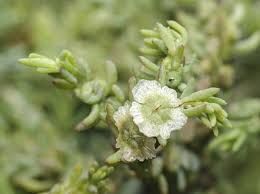 Image result for Mostuea microphylla