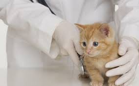 How long does it take to become a vet? How Much Do Veterinarians Make
