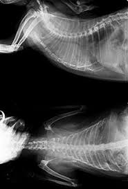 The most common type of bladder cancer is transitional cell carcinoma. Cancer In Cats Wikipedia