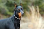 Doberman Pinscher Dog Breed Information and Pictures