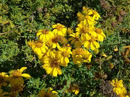 Image result for Lotononis laxa