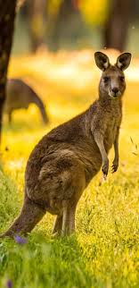 Tierwelt in neuseeland kiwi vs opossum der kiwi ist ein symbol neuseelands.eine art urgeschichtlichem nachtvogel, der stark zurückgebildete flügel hat und einen ganz besonderen schnabel besitzt um seine nahrung tief unter der erde zu suchen.die eier des kiwi scheinen imvergleich zu seinem körper sehr groß zu sein, da der kiwi im laufe der evolution kleiner geworden ist, seine eier. Pin Von Flor Luna Auf Mascotas Y Mas Patas Tiere Hunde Neuseeland