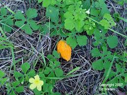 Deciduous, sprawling shrub with yellow honeysuckle flowers. Florida S Vines Page 5 Of 5