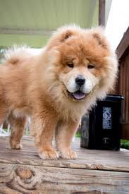 Pet adoption league of new york, 30 cobblers lane, dix hills, new york, rescues chow chows, chow mixes and dogs and helps find them new homes. Adopt Nicky On Petfinder Pet Adoption Pets Dogs And Kids