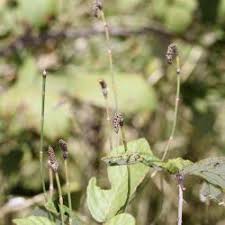 Image result for Hyparrhenia welwitschii