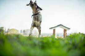 Hours may change under current circumstances Doggy Daycare Boarding Bark Pet Resort Myrtle Beach
