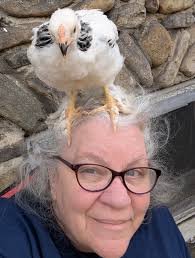 I have 3 hens all 7.5 months old. 2 out of the 3 started laying over a  month ago give or take. My Silver Penciled Plymouth Rock still is not  laying. At